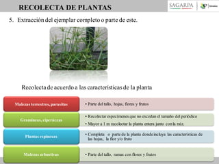 RECOLECTA DE PLANTAS
5. Extracción del ejemplar completo o parte de este.

Recolecta de acuerdo a las características de la planta
Malezas terrestres, parasitas

Gramíneas, ciperáceas

Plantas espinosas

Malezas arbustivas

• Parte del tallo, hojas, flores y frutos
• Recolectar especímenes que no excedan el tamaño del periódico
• Mayor a 1 m recolectar la planta entera junto con la raíz.
• Completa o parte de la planta donde incluya las características de
las hojas, la flor y/o fruto
• Parte del tallo, ramas con flores y frutos

 