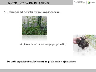 RECOLECTA DE PLANTAS
5. Extracción del ejemplar completo o parte de este.

6. Lavar la raíz, secar con papel periódico.

De cada especie se recolectaran y se prensaran 4 ejemplares

 
