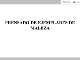 PRENSADO DE EJEMPLARES DE
MALEZA

 