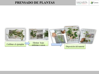 PRENSADO DE PLANTAS

Calibrar el ejemplar

Eliminar hojas
enfermas o secas

Disposición del material

 