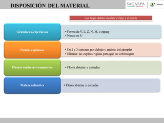DISPOSICIÓN DEL MATERIAL
Las hojas deben mostrar el haz y el envés

Gramíneas, ciperáceas

Plantas espinosas

Plantas con hojas compuestas

Maleza arbustiva

• Forma de V, L, Z, N, M, o zigzag
• Nunca en U

• De 2 a 3 cartones por debajo y encima del ejemplar
• Eliminar las espinas rígidas para que no sobresalgan

• Flores abiertas y cerradas

• Flores abiertas y cerradas

 