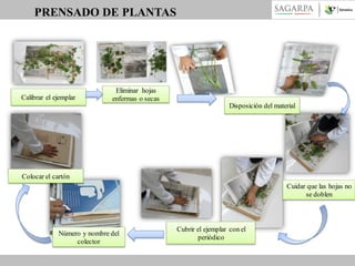 PRENSADO DE PLANTAS

Calibrar el ejemplar

Eliminar hojas
enfermas o secas

Disposición del material

Colocar el cartón
Cuidar que las hojas no
se doblen

Número y nombre del
colector

Cubrir el ejemplar con el
periódico

 