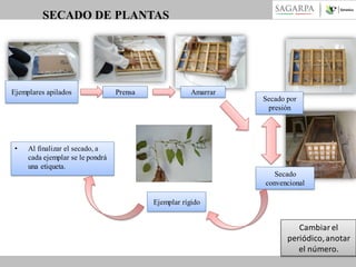 SECADO DE PLANTAS

Ejemplares apilados

•

Prensa

Amarrar

Secado por
presión

Al finalizar el secado, a
cada ejemplar se le pondrá
una etiqueta.
Secado
convencional
Ejemplar rígido

Cambiar el
periódico, anotar
el número.

 