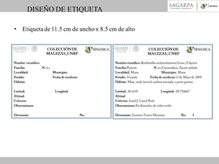 DISEÑO DE ETIQUETA
• Etiqueta de 11.5 cm de ancho x 8.5 cm de alto

 