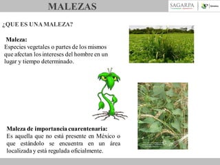 MALEZAS
¿QUE ES UNA MALEZA?
Maleza:
Especies vegetales o partes de los mismos
que afectan los intereses del hombre en un
lugar y tiempo determinado.

Maleza de importancia cuarentenaria:
Es aquella que no está presente en México o
que estándolo se encuentra en un área
localizada y está regulada oficialmente.

 