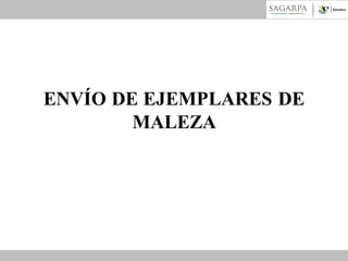 ENVÍO DE EJEMPLARES DE
MALEZA

 