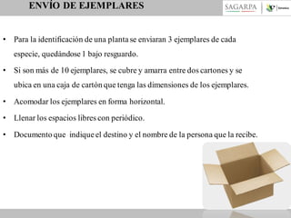 ENVÍO DE EJEMPLARES
• Para la identificación de una planta se enviaran 3 ejemplares de cada
especie, quedándose 1 bajo resguardo.
• Si son más de 10 ejemplares, se cubre y amarra entre dos cartones y se
ubica en una caja de cartón que tenga las dimensiones de los ejemplares.
• Acomodar los ejemplares en forma horizontal.
• Llenar los espacios libres con periódico.
• Documento que indique el destino y el nombre de la persona que la recibe.

 