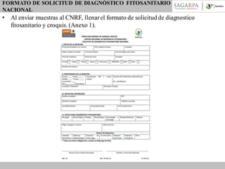 FORMATO DE SOLICITUD DE DIAGNÓSTICO FITOSANITARIO
NACIONAL

• Al enviar muestras al CNRF, llenar el formato de solicitud de diagnostico
fitosanitario y croquis. (Anexo 1).

 