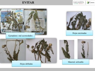 EVITAR

Hojas encimadas
Ejemplares mal acomodados

Hojas dobladas

Material utilizable

 