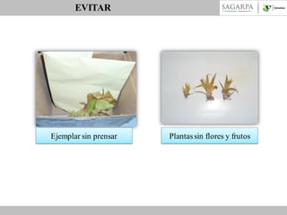 EVITAR

Ejemplar sin prensar

Plantas sin flores y frutos

 