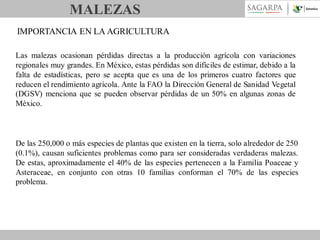 MALEZAS
IMPORTANCIA EN LA AGRICULTURA
Las malezas ocasionan pérdidas directas a la producción agrícola con variaciones
regionales muy grandes. En México, estas pérdidas son difíciles de estimar, debido a la
falta de estadísticas, pero se acepta que es una de los primeros cuatro factores que
reducen el rendimiento agrícola. Ante la FAO la Dirección General de Sanidad Vegetal
(DGSV) menciona que se pueden observar pérdidas de un 50% en algunas zonas de
México.

De las 250,000 o más especies de plantas que existen en la tierra, solo alrededor de 250
(0.1%), causan suficientes problemas como para ser consideradas verdaderas malezas.
De estas, aproximadamente el 40% de las especies pertenecen a la Familia Poaceae y
Asteraceae, en conjunto con otras 10 familias conforman el 70% de las especies
problema.

 