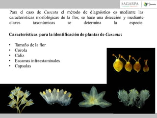 Para el caso de Cuscuta el método de diagnóstico es mediante las
características morfológicas de la flor, se hace una disección y mediante
claves
taxonómicas
se
determina
la
especie.
Características para la identificación de plantas de Cuscuta:
•
•
•
•
•

Tamaño de la flor
Corola
Cáliz
Escamas infraestaminales
Capsulas

 