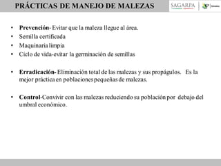 PRÁCTICAS DE MANEJO DE MALEZAS
•
•
•
•

Prevención- Evitar que la maleza llegue al área.
Semilla certificada
Maquinaria limpia
Ciclo de vida-evitar la germinación de semillas

• Erradicación- Eliminación total de las malezas y sus propágulos. Es la
mejor práctica en poblaciones pequeñas de malezas.

• Control-Convivir con las malezas reduciendo su población por debajo del
umbral económico.

 