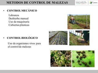 METODOS DE CONTROL DE MALEZAS
• CONTROL MECÁNICO

Labranza
Deshierbe manual
Uso de maquinaria
Cubiertas plásticas

• CONTROL BIOLÓGICO
Uso de organismos vivos para
el control de malezas

 