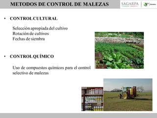 METODOS DE CONTROL DE MALEZAS
• CONTROL CULTURAL

Selección apropiada del cultivo
Rotación de cultivos
Fechas de siembra

• CONTROL QUÍMICO

Uso de compuestos químicos para el control
selectivo de malezas

 