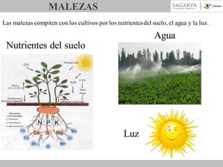 MALEZAS
Las malezas compiten con los cultivos por los nutrientes del suelo, el agua y la luz.

Agua
Nutrientes del suelo

Luz

 