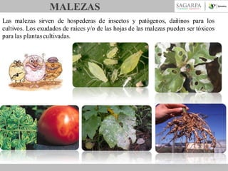MALEZAS
Las malezas sirven de hospederas de insectos y patógenos, dañinos para los
cultivos. Los exudados de raíces y/o de las hojas de las malezas pueden ser tóxicos
para las plantas cultivadas.

 