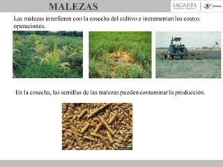MALEZAS
Las malezas interfieren con la cosecha del cultivo e incrementan los costos
operaciones.

En la cosecha, las semillas de las malezas pueden contaminar la producción.

 
