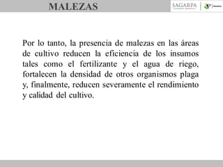 MALEZAS

Por lo tanto, la presencia de malezas en las áreas
de cultivo reducen la eficiencia de los insumos
tales como el fertilizante y el agua de riego,
fortalecen la densidad de otros organismos plaga
y, finalmente, reducen severamente el rendimiento
y calidad del cultivo.

 