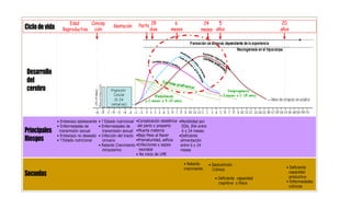 Desarrollo
del
cerebro
• Embarazo adolescente
• Enfermedades de
transmisión sexual
• Embarazo no deseado
• ? Estado nutricional
• ? Estado nutricional
• Enfermedades de
transmisión sexual
• Infección del tracto
Urinario
• Retardo Crecimiento
intrauterino
•Complicación obstétrica
del parto y posparto
•Muerte materna
•Bajo Peso al Nacer
•Prematuridad, asfixia
•Infecciones y sepsis
neonatal
• No inicio de LME
•Morbilidad por
EDA, IRA entre
6 y 24 meses
•Deficiente
alimentación
entre 6 y 24
meses
Principales
Riesgos
Secuelas
• Desnutrición
Crónica
• Deficiente capacidad
cognitiva y física
• Retardo
crecimiento • Deficiente
capacidad
productiva
• Enfermedades
crónicas
Edad
Reproductiva
Parto 6
meses
24
meses
Ciclodevida Gestación
5
años
20
años
28
dias
Concep
ción
 