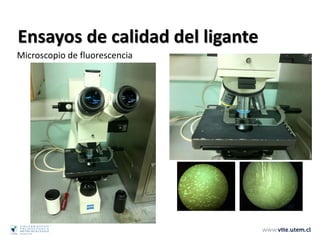 Ensayos de calidad del ligante
Microscopio de fluorescencia
 