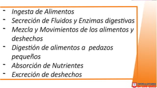 Comprehensive Overview of the Human Digestive System and Its ...