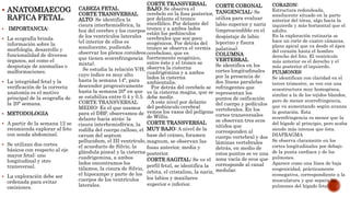  ANATOMIAECOG
RAFICA FETAL.
 IMPORTANCIA:
 La ecografía brinda
información sobre la
morfología, desarrollo y
funcionalidad de diversos
órganos, así como el
despistaje de anomalías o
malformaciones.
 La integridad fetal y la
verificación de la correcta
anatomía es el motivo
principal de la ecografía de
la 20ª semana.
 METODOLOGIA
 A partir de la semana 12 se
recomienda explorar al feto
con sonda abdominal.
 Se utilizan dos cortes
básicos con respecto al eje
mayor fetal: uno
longitudinal y otro
transversal.
 La exploración debe ser
ordenada para evitar
omisiones.
CABEZA FETAL
CORTE TRANSVERSAL
ALTO: Se identifica la
cisura interhemisférica, la
hoz del cerebro y los cuerpos
de los ventrículos laterales
(el interior de ellos es
sonolucente, pudiendo
observar los plexos coroideos
que tienen ecorrefringencia
mixta).
Se estudia la relación V/H,
cuyo índice es muy alto
hasta la semana 14ª, para
descender progresivamente
hasta la semana 20ª en que
se estabiliza entre 0.4 y 0.5.
CORTE TRANSVERSAL
MEDIO: Es el que usamos
para el DBP, observamos de
delante hacia atrás: la
cisura interhemisférica, la
rodilla del cuerpo calloso, el
cavum del septum
pellucidum, el III ventrículo,
el acueducto de Silvio, la
glándula pineal y la cisterna
cuadrigemina, a ambos
lados encontramos los
tálamos, la cisura de Silvio,
el hipocampo y parte de los
cuerpos de los ventrículos
laterales.
CORTE TRANSVERSAL
BAJO: Se observa el
cerebelo en la fosa posterior,
por delante el tronco
encefálico. Por delante del
tronco y a ambos lados
están los pedúnculos
cerebrales que son poco
ecogénicos. Por detrás del
tronco se observa el vermis
cerebeloso, que es
fuertemente ecogénico,
entre éste y el tronco se
observa la cisterna
cuadrigémina y a ambos
lados la cisterna
ambientalis.
Por detrás del cerebelo se
ve la cisterna magna, que se
debe medir.
A este nivel por delante
del pedúnculo cerebral
vemos los vasos del polígono
de Willis.
CORTE TRANSVERSAL
MUY BAJO: A nivel de la
base del cráneo, foramen
magnum, se observan las
fosas anterior, media y
posterior.
CORTE SAGITAL: Se ve el
perfil fetal, se identifica la
órbita, el cristalino, la nariz,
los labios y maxilares
superior e inferior.
CORTE CORONAL
TANGENCIAL: Se
utiliza para evaluar
labio superior y nariz
(imprescindible en el
despistaje de labio
leporino y fisura
palatina).
COLUMNA
VERTEBRAL
Se identifica en los
cortes longitudinales
por la presencia de
dos líneas paralelas
refringentes que
representan los
puntos de osificación
del cuerpo y pedículos
vertebrales. En los
cortes transversales
se observan tres ecos
nítidos que
corresponden al
cuerpo vertebral y dos
láminas vertebrales
detrás, en medio de
estos puntos se ve una
zona vacía de ecos que
corresponde al canal
medular.
CORAZON:
Estructura redondeada,
sonolucente situado en la parte
anterior del tórax, algo hacia la
izquierda y más horizontal que el
adulto.
En la exploración rutinaria se
hace un corte de cuatro cámaras,
plano apical que va desde el ápex
del corazón hasta el hombro
derecho del feto. El ventrículo
más anterior es el derecho y el
más posterior el izquierdo.
PULMONES:
Se identifican con claridad en el
tercer trimestre, se ven con una
ecoestructura muy homogénea,
similar a la de los tejidos blandos,
pero de menor ecorrefringencia,
que va aumentando según avanza
la gestación. Esta
ecorrefringencia es menor que la
del hígado al principio, pero acaba
siendo más intensa que ésta.
DIAFRAGMA
Se observa claramente en los
cortes longitudinales por debajo
de la punta cardiaca y de los
pulmones.
Aparece como una línea de baja
ecogenicidad, prácticamente
econegativa, correspondiente a la
musculatura y que separa los
pulmones del hígado fetal.
 