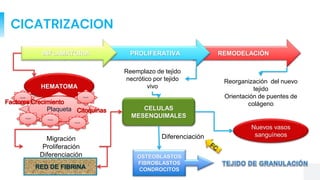 CICATRIZACION
REMODELACIÓN
PROLIFERATIVA
INFLAMATORIA
HEMATOMA
Plaqueta
Plaqueta
Plaqueta
Plaqueta
Plaqueta
Factores Crecimiento
Citoquinas
Plaqueta
Migración
Proliferación
Diferenciación
RED DE FIBRINA
CELULAS
MESENQUIMALES
Diferenciación
OSTEOBLASTOS
FIBROBLASTOS
CONDROCITOS
Nuevos vasos
sanguíneos
Reemplazo de tejido
necrótico por tejido
vivo
Reorganización del nuevo
tejido
Orientación de puentes de
colágeno
 