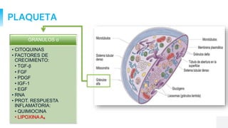 PLAQUETA
GRANULOS ꭤ
• CITOQUINAS
• FACTORES DE
CRECIMIENTO:
• TGF-β
• FGF
• PDGF
• IGF-1
• EGF
• RNA
• PROT. RESPUESTA
INFLAMATORIA:
• QUIMIOCINA
• LIPOXINA A₄
 