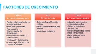 FACTORES DE CRECIMIENTO
TGF-β
FC transformante beta
• Factor más importante en
la regeneración
• induce la quimiotaxis,
• Promueve la
diferenciación de
fibroblastos,
• formación de la Matriz
Extracelular,
• contracción de la herida,
• aumenta proliferación de
células epiteliales
IGF
FC Insulina like
• Estimula la proliferación
celular
• Estimula la diferenciación
celular
• síntesis de colágeno
VEGF
FC vascular endotelial
• Induce la quimiotaxis y
proliferación de las
células endoteliales
• Provoca una
hiperpermeabilidad de los
vasos sanguíneos
• Mayor inductor de la
angiogénesis
 