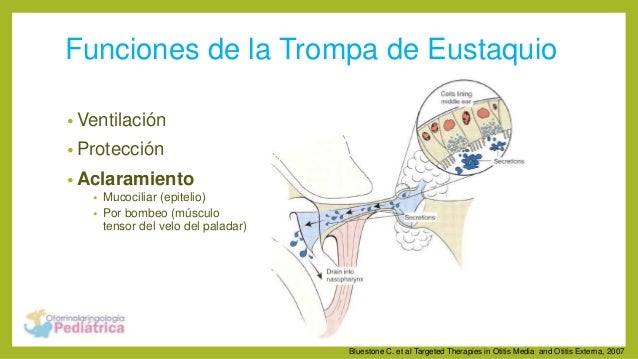 Nasofaringe, trompa de Eustaquio y oído medio Anatomía
