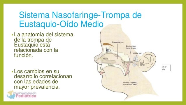 Nasofaringe, trompa de Eustaquio y oído medio Anatomía