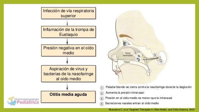 Nasofaringe, trompa de Eustaquio y oído medio Anatomía