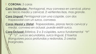  CORONA: 5 caras
Cara Vestibular: Pentagonal, muy convexa en cervical, plana
en tercio medio y cervical, 2 vertientes lisas, mas grande.
Cara Lingual: Pentagonal con una cúspide, con dos
trapezoidal con un surco, convexa.
Caras Mesial y Distal: Trapezoidales, planas tercio cervical y
medio, convexa en oclusal, puede existir surco.
Cara Oclusal: Esferica, 2 o 3 cúspides, surco fundamental “H”
“Y” “U”, surcos secundarios, surco lingual, 2 fosetas
triangulares poco profundas y redondas, 2 crestas
marginales.
.
 