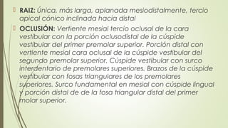  RAIZ: Única, más larga, aplanada mesiodistalmente, tercio
apical cónico inclinada hacia distal
 OCLUSIÓN: Vertiente mesial tercio oclusal de la cara
vestibular con la porción oclusodistal de la cúspide
vestibular del primer premolar superior. Porción distal con
vertiente mesial cara oclusal de la cúspide vestibular del
segundo premolar superior. Cúspide vestibular con surco
interdentario de premolares superiores. Brazos de la cúspide
vestibular con fosas triangulares de los premolares
superiores. Surco fundamental en mesial con cúspide lingual
y porción distal de de la fosa triangular distal del primer
molar superior.
 