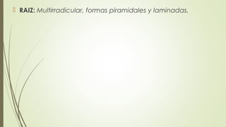  RAIZ: Multirradicular, formas piramidales y laminadas.
 