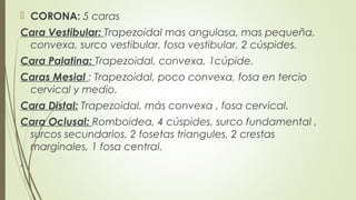  CORONA: 5 caras
Cara Vestibular: Trapezoidal mas angulasa, mas pequeña,
convexa, surco vestibular, fosa vestibular, 2 cúspides.
Cara Palatina: Trapezoidal, convexa, 1cúpide.
Caras Mesial : Trapezoidal, poco convexa, fosa en tercio
cervical y medio.
Cara Distal: Trapezoidal, más convexa , fosa cervical.
Cara Oclusal: Romboidea, 4 cúspides, surco fundamental ,
surcos secundarios, 2 fosetas triangules, 2 crestas
marginales, 1 fosa central.
.
 