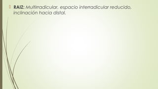  RAIZ: Multirradicular, espacio interradicular reducido,
inclinación hacia distal.
 