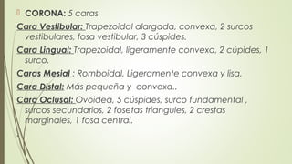  CORONA: 5 caras
Cara Vestibular: Trapezoidal alargada, convexa, 2 surcos
vestibulares, fosa vestibular, 3 cúspides.
Cara Lingual: Trapezoidal, ligeramente convexa, 2 cúpides, 1
surco.
Caras Mesial : Romboidal, Ligeramente convexa y lisa.
Cara Distal: Más pequeña y convexa..
Cara Oclusal: Ovoidea, 5 cúspides, surco fundamental ,
surcos secundarios, 2 fosetas triangules, 2 crestas
marginales, 1 fosa central.
.
 