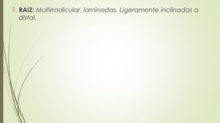  RAIZ: Multirradicular, laminadas, Ligeramente inclinadas a
distal.
 