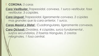  CORONA: 5 caras
Cara Vestibular: Trapezoidal, convexa, 1 surco vestibular, fosa
vestibular, 3 cúspides.
Cara Lingual: Trapezoidal, ligeramente convexa, 2 cúpides
mas grandes que la cara anterior, 1 surco.
Caras Mesial y Distal : Cuadrangulares, ligeramente convexas.
Cara Oclusal: Ovoidea, 4 cúspides, surco fundamental ,
surcos secundarios, 2 fosetas triangules, 2 crestas
marginales, 1 fosa central.
.
 