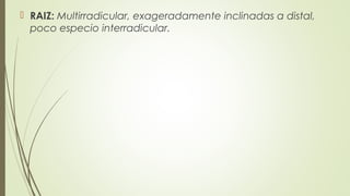  RAIZ: Multirradicular, exageradamente inclinadas a distal,
poco especio interradicular.
 