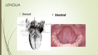 LENGUA
 Dorsal • Ventral
 