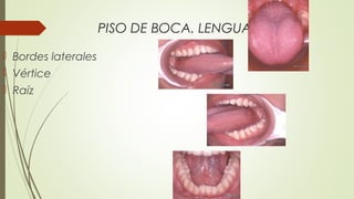 PISO DE BOCA. LENGUA
 Bordes laterales
 Vértice
 Raíz
 