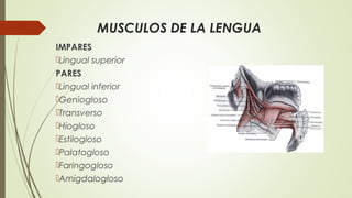 MUSCULOS DE LA LENGUA
IMPARES
Lingual superior
PARES
Lingual inferior
Geniogloso
Transverso
Hiogloso
Estilogloso
Palatogloso
Faringogloso
Amigdalogloso
 