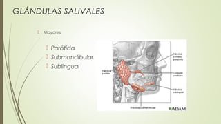 GLÁNDULAS SALIVALES
 Mayores
 Parótida
 Submandibular
 Sublingual
 