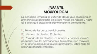 INFANTIL
MORFOLOGIA
La dentición temporal se extiende desde que erupciona el
primer incisivo alrededor de los seis meses de nacido y hasta
los 6 años que erupciona el primer diente permanente.
1) Forma de los arcos: semicirculares.
2) Numero de dientes: 20 dientes.
3) Tamaño de los dientes: Los incisivos y caninos son más
pequeños que los permanentes. Los molares son mayores
en su ancho mesiodistal que los premolares, sobre todo los
segundos molares inferiores.
 