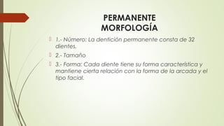PERMANENTE
MORFOLOGÍA
 1.- Número: La dentición permanente consta de 32
dientes.
 2.- Tamaño
 3.- Forma: Cada diente tiene su forma característica y
mantiene cierta relación con la forma de la arcada y el
tipo facial.
 