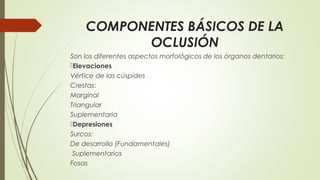 COMPONENTES BÁSICOS DE LA
OCLUSIÓN
Son los diferentes aspectos morfológicos de los órganos dentarios:
Elevaciones
Vértice de las cúspides
Crestas:
Marginal
Triangular
Suplementaria
Depresiones
Surcos:
De desarrollo (Fundamentales)
Suplementarios
Fosas
 
