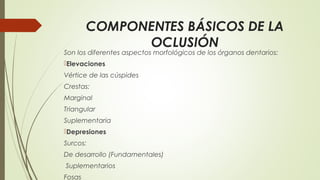 COMPONENTES BÁSICOS DE LA
OCLUSIÓN
Son los diferentes aspectos morfológicos de los órganos dentarios:
Elevaciones
Vértice de las cúspides
Crestas:
Marginal
Triangular
Suplementaria
Depresiones
Surcos:
De desarrollo (Fundamentales)
Suplementarios
Fosas
 